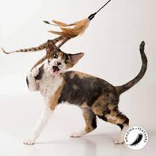 The Pet Cartel Feather Teaser Wand | Pet Food Leaders
