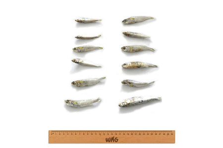 WAG Forage Fish 200g | Dog Treats | Pet Food Leaders