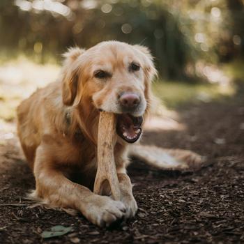 WAG Whole Deer Antler large | Dog treats | Pet Food Leaders