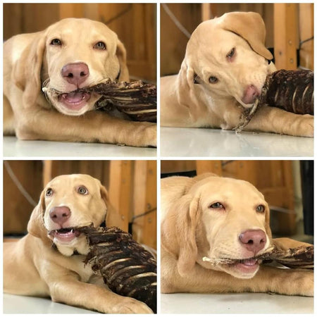 WAG Kangaroo ribs | Dog treats | Pet Food Leaders