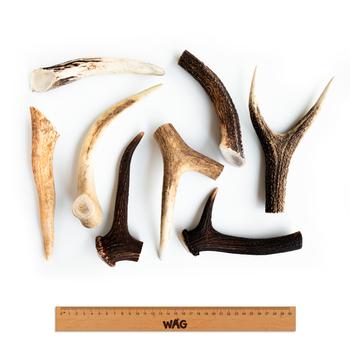WAG Whole Deer Antler Medium | Dog treats | Pet Food Leaders