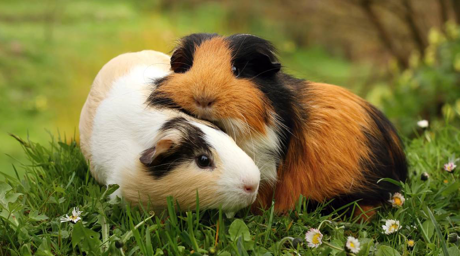 Can guinea pigs shop eat lucerne hay