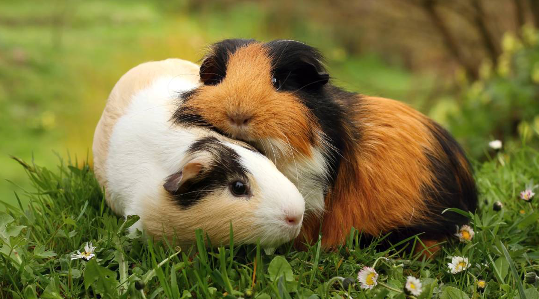 What should I feed my Guinea Pig Pet Food Leaders