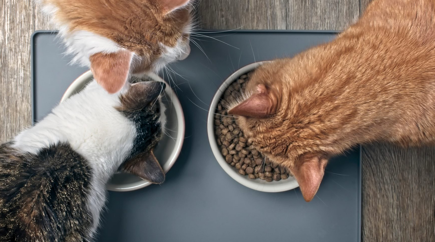 Cat diarrhoea: What is diarrhoea in cats?