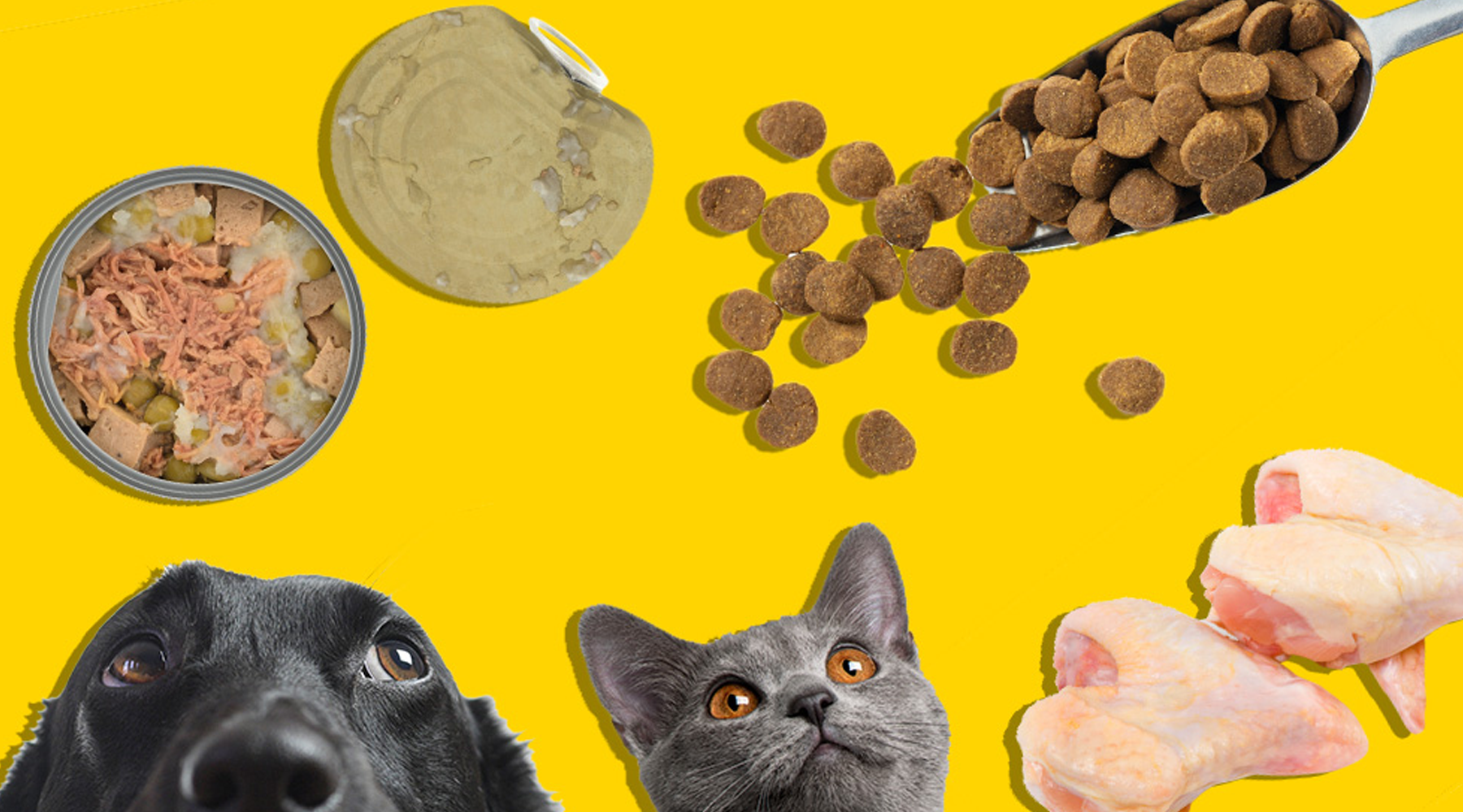 Premium vs. Grocery Pet Food: Is it worth it?