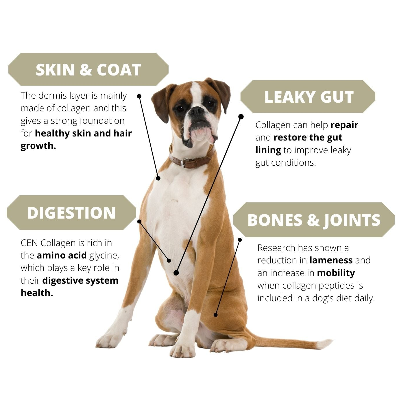 CEN Nutrition Collagen Peptides For Dog Health Benefits | Pet Food Leaders