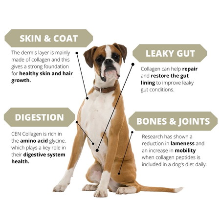 CEN Nutrition Collagen Peptides For Dog Health Benefits | Pet Food Leaders